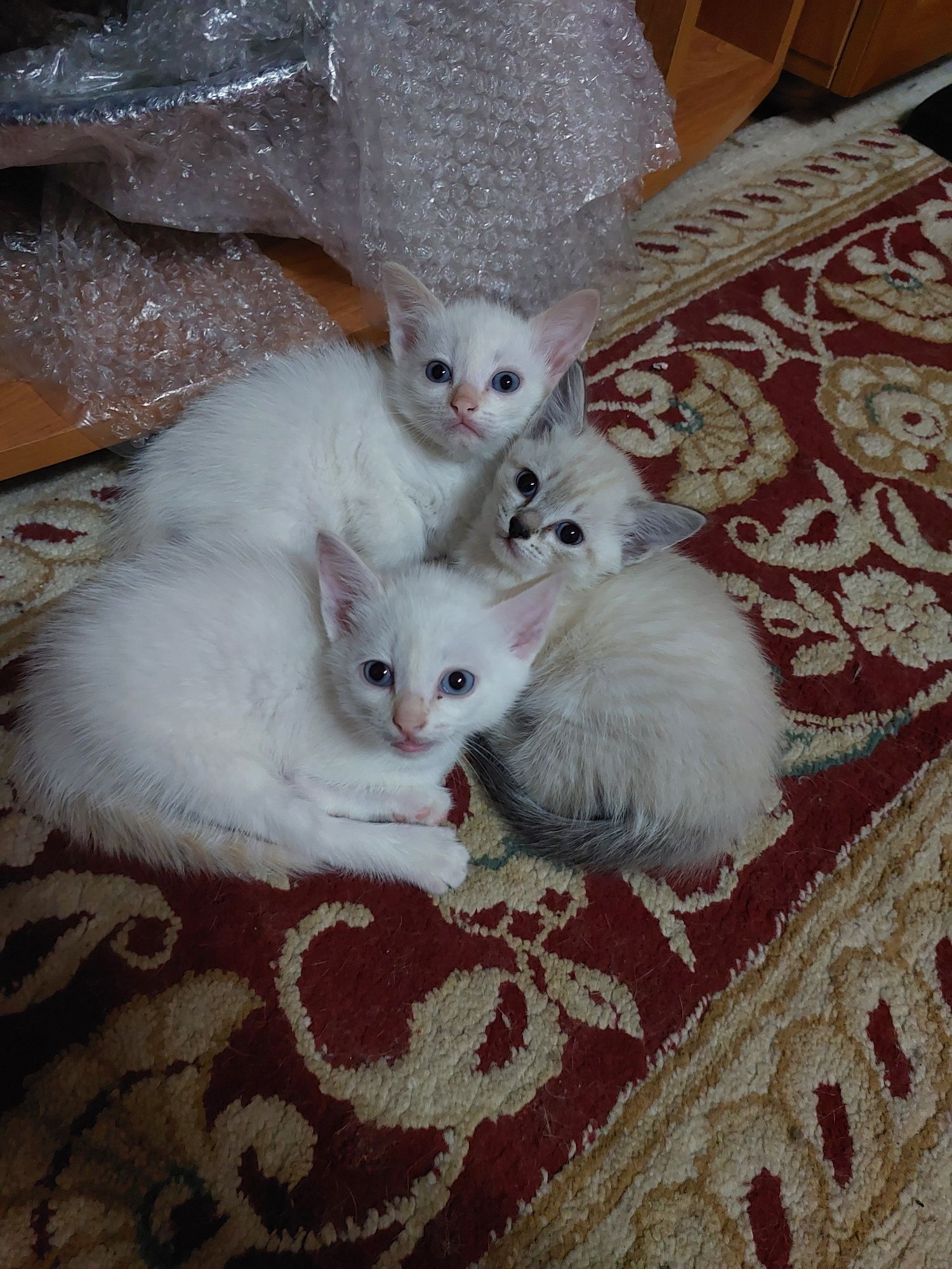 Кошки отдам даром