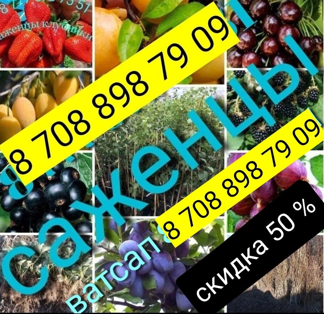 Саженцы клубники, малины, вишни, смородина, крыжовник, слива жёлтая, е