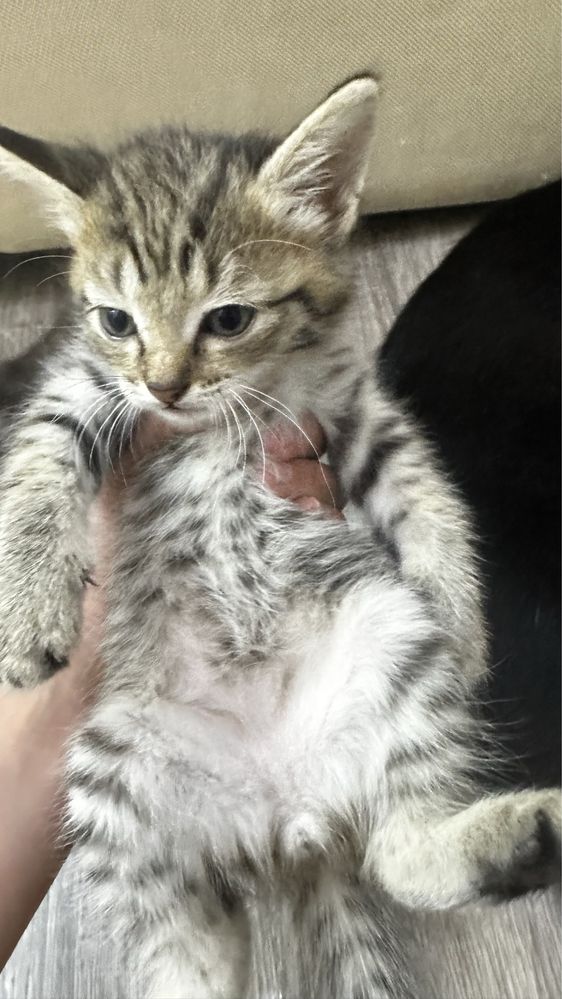 Котята 3 мальчика 1 девочка