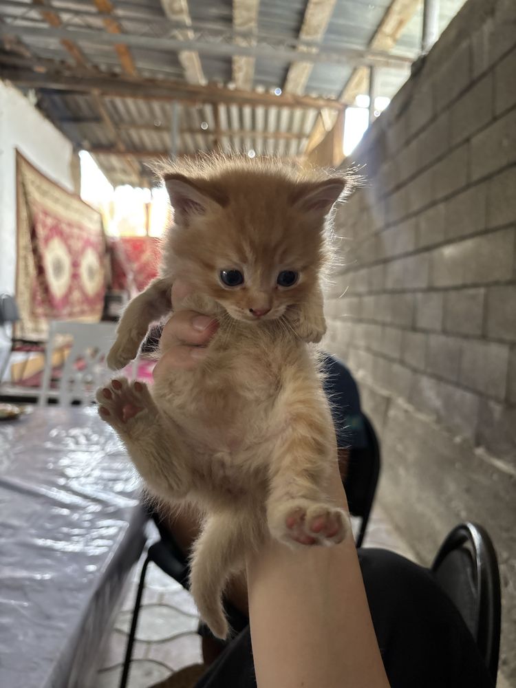 Кошка новорожденная