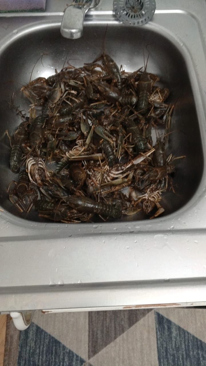 Продам раки живые