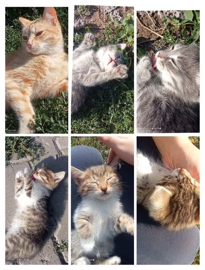 Котята бесплатно в добрые руки