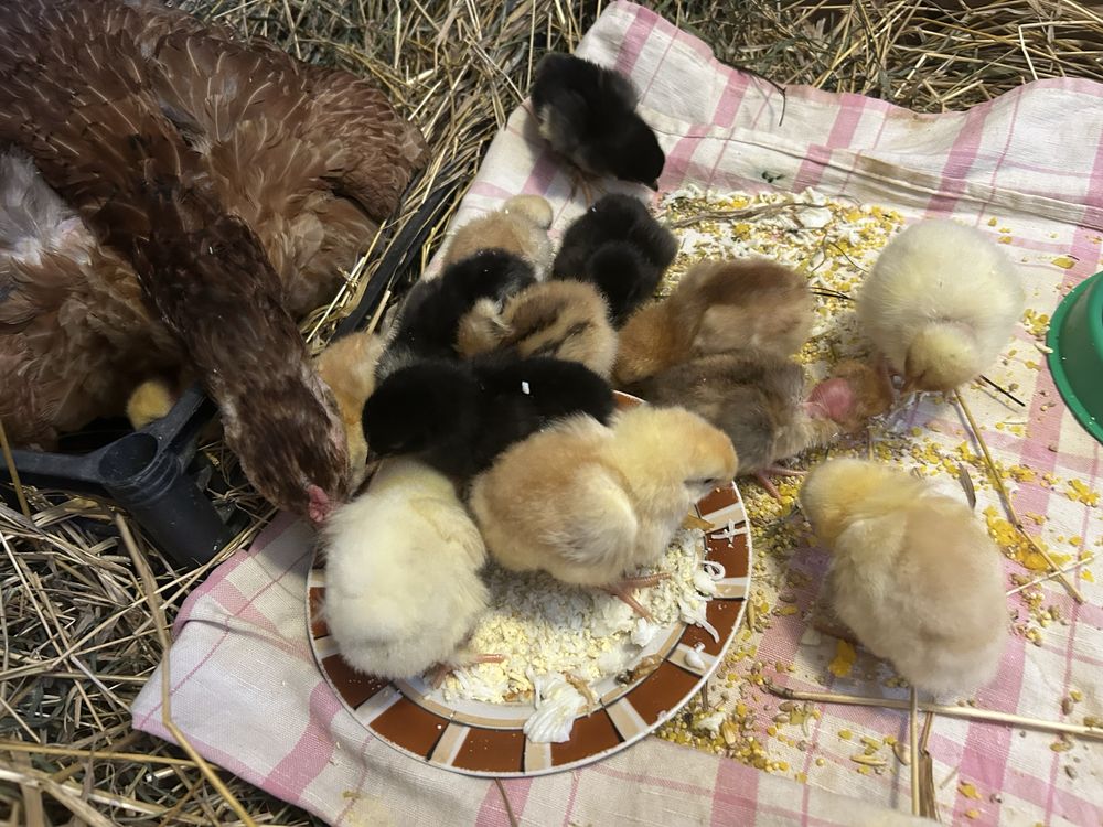 Продам куриное инкубационное яйцо. Оплод хороший, проверено!,