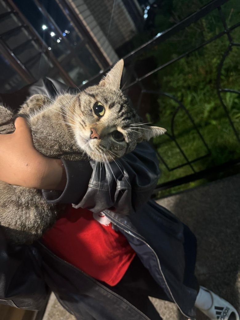 Спокойной Котик ищет дом