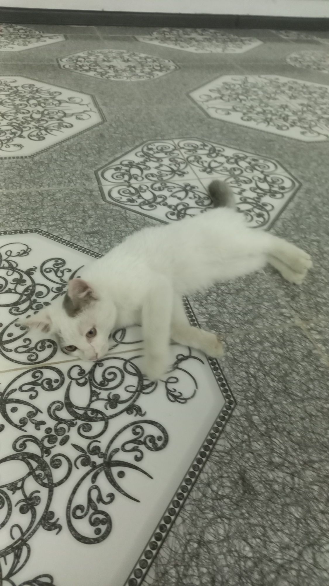 Даю котенка в добрые руки бесплатно
