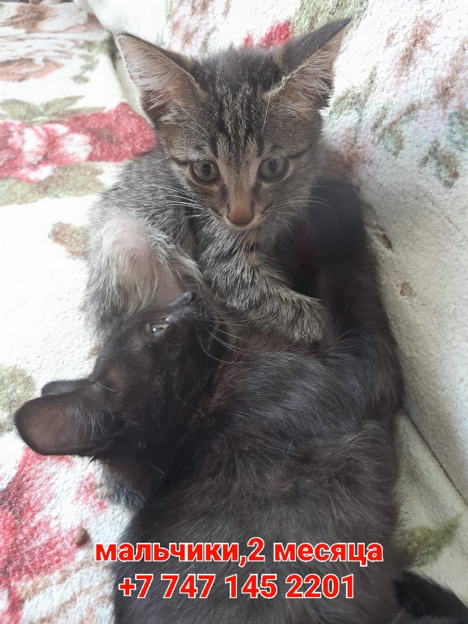 Котята мальчишки