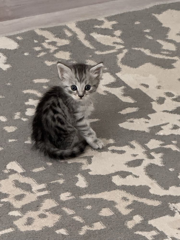 Скотиш страйт. Шотландские прямоухие