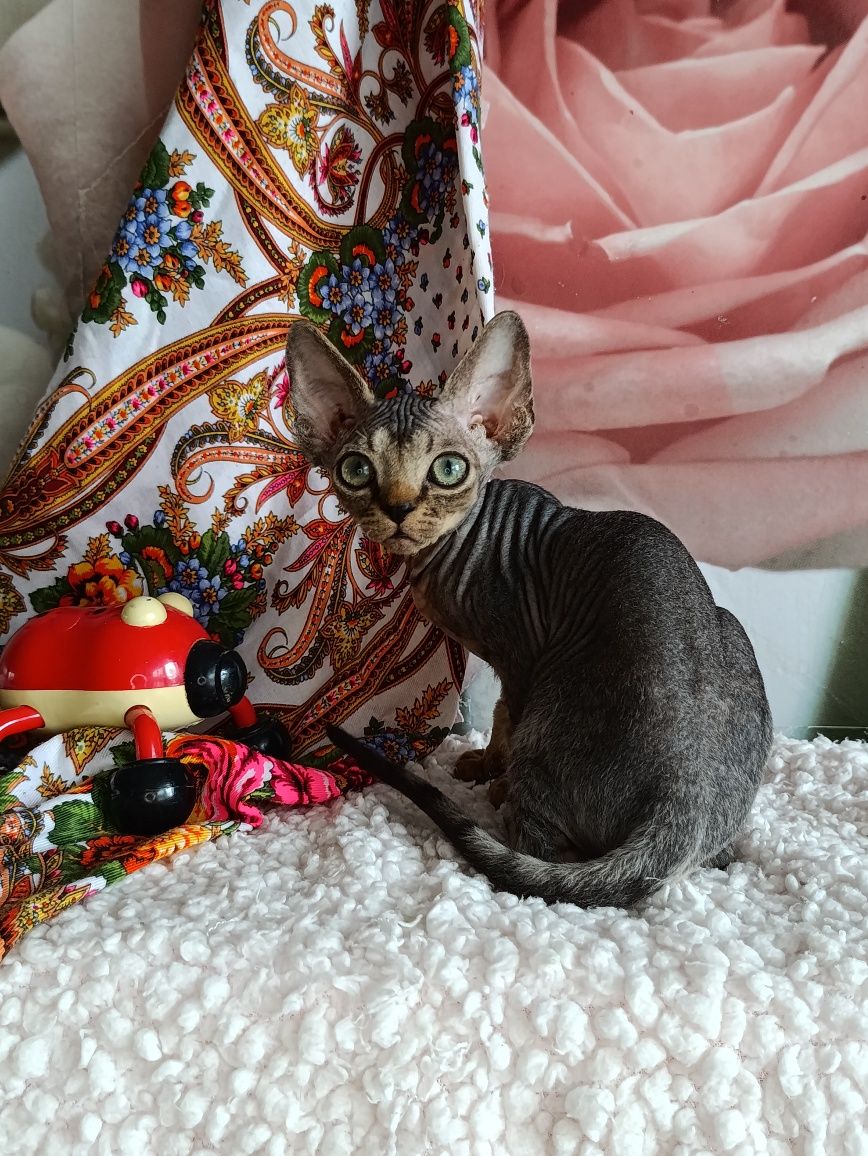 Котята Девон Рекс.
