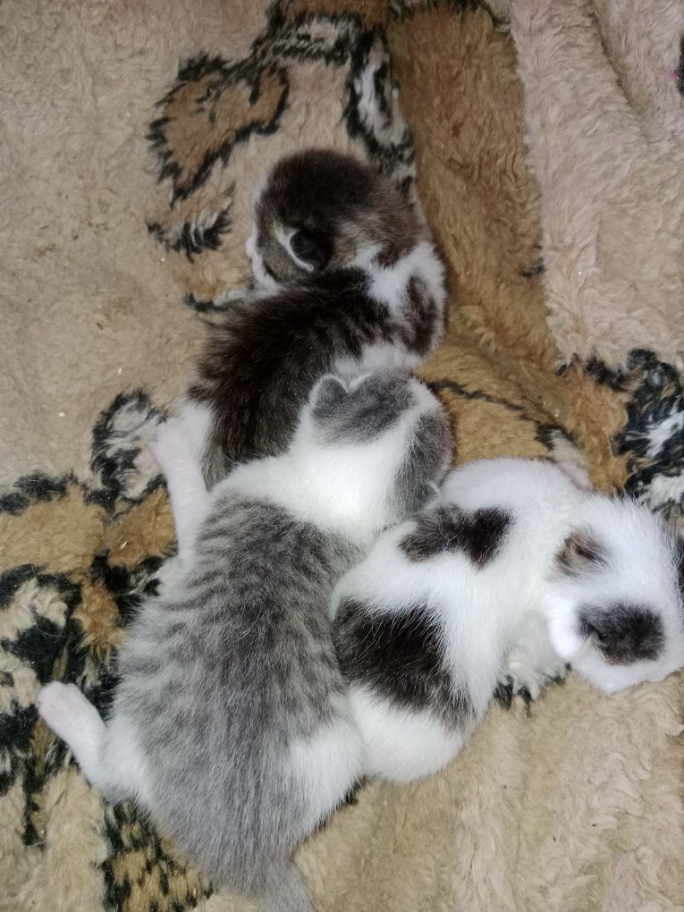 Котята в добрые руки