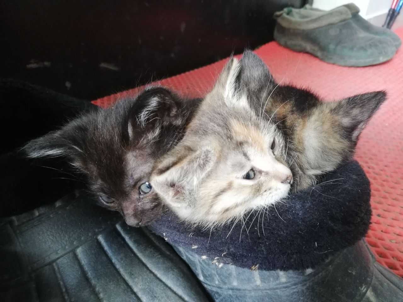 отдам котят в добрые руки