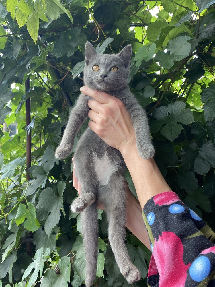 котята бесплатно