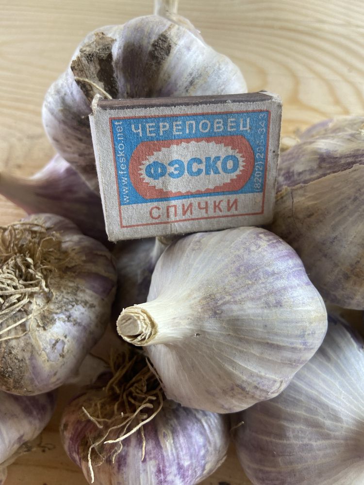 Продам чеснок домашний