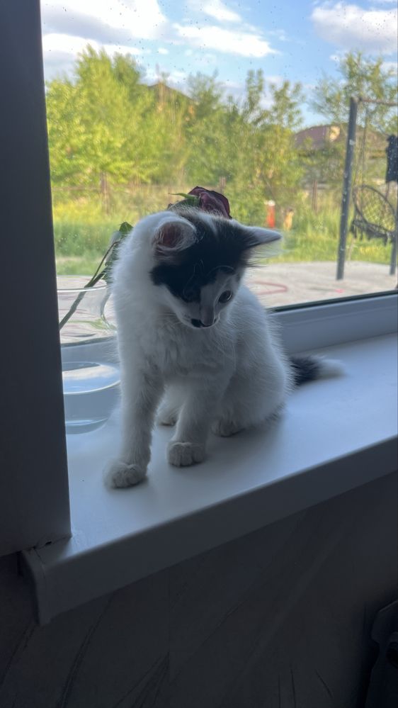 Продам породистый котёнок