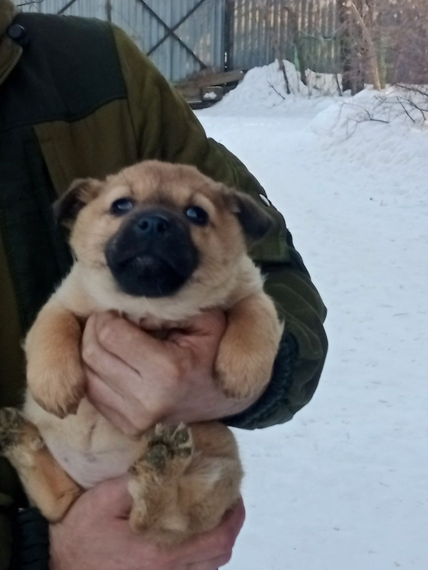 Отдам щенков в добрые руки.