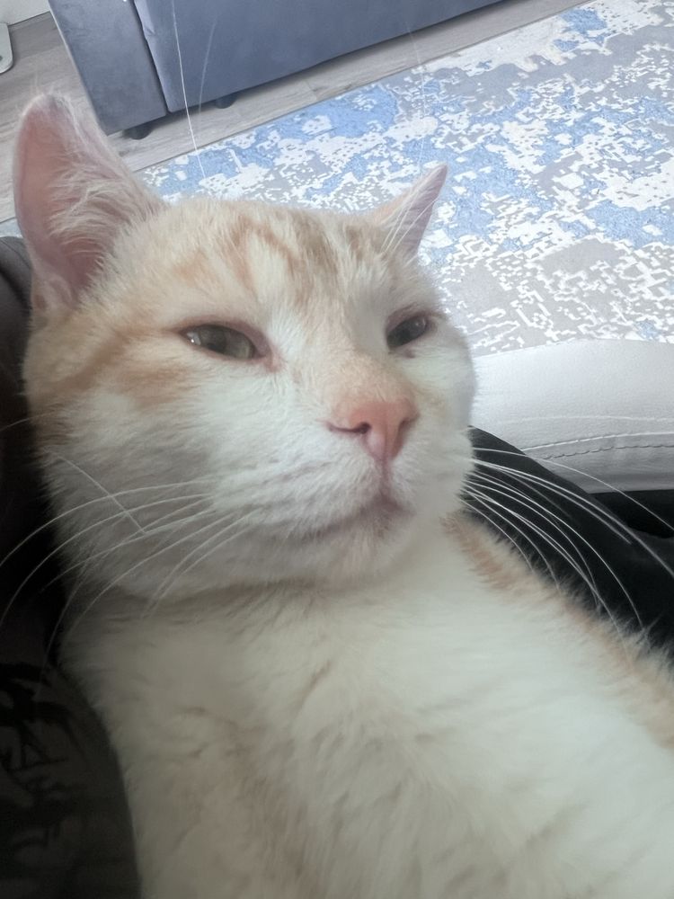 отдам котика Наруто , отдам кота