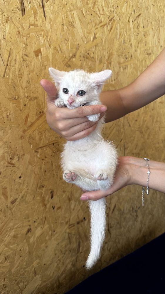 Котята 2 месяца девочки