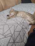 Котенок мальчик
