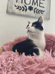 Котик Ванечка ищет дом