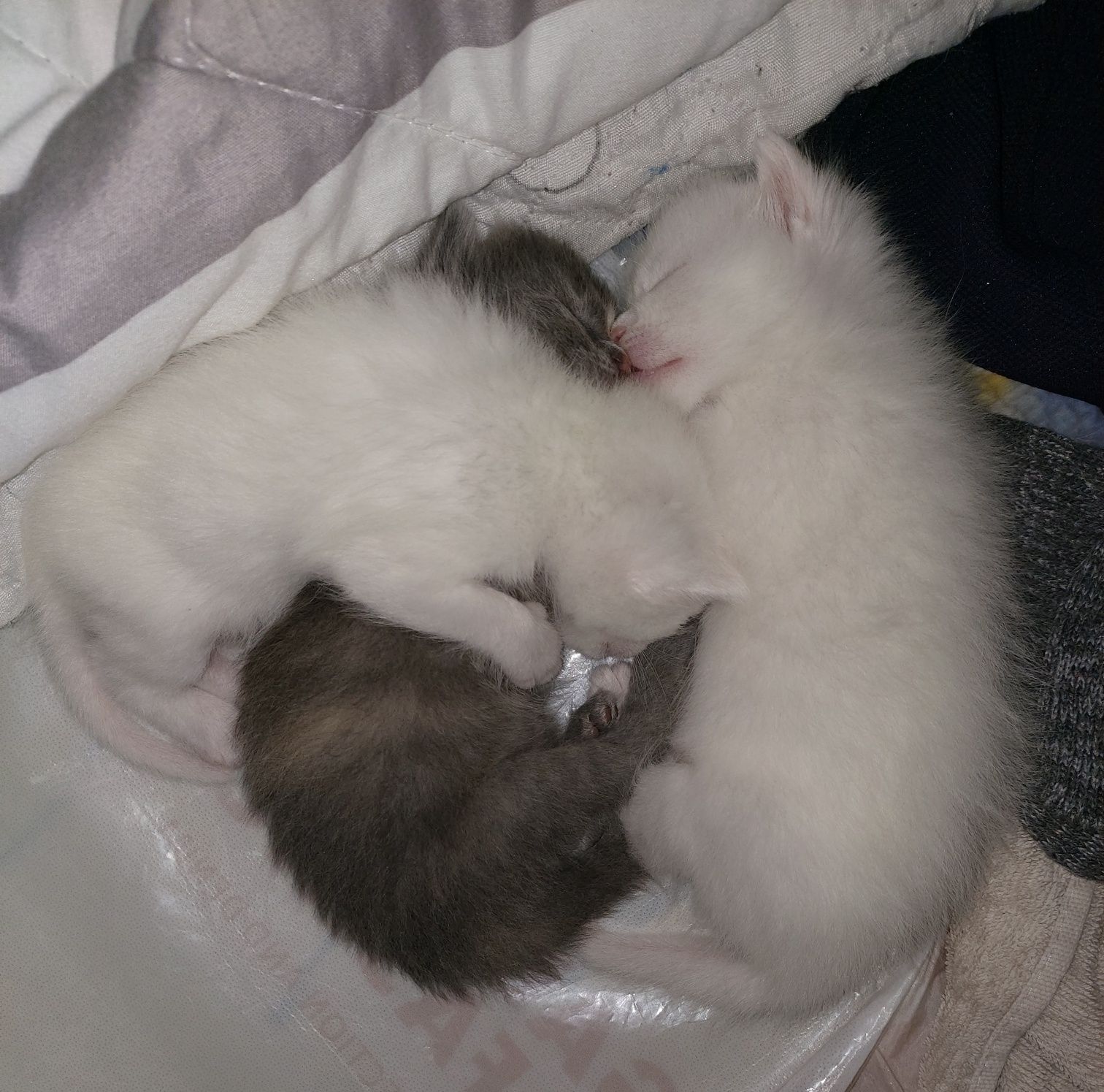 Белые котята девочки