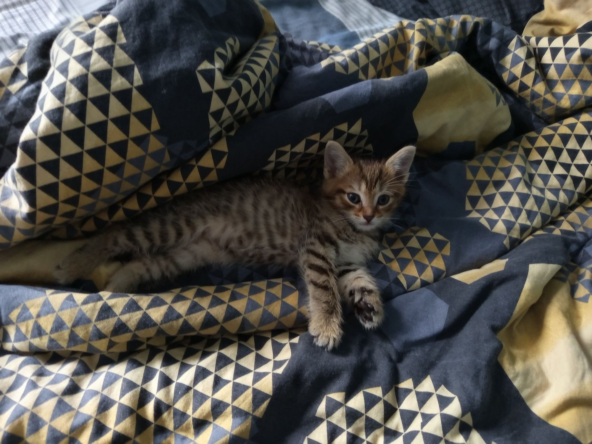 Отдам котят в добрые руки
