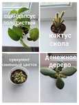 Распродажа цветов