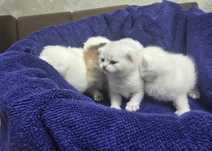 Котята шотландские вислоухие