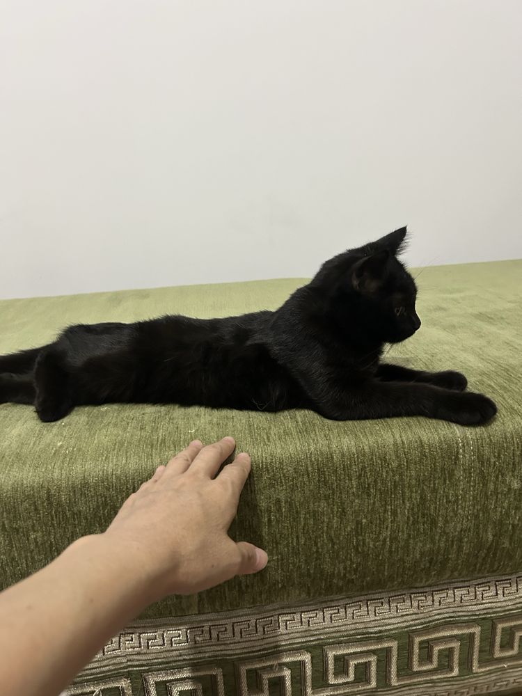 Отдам даром котят, девочку и мальчика
