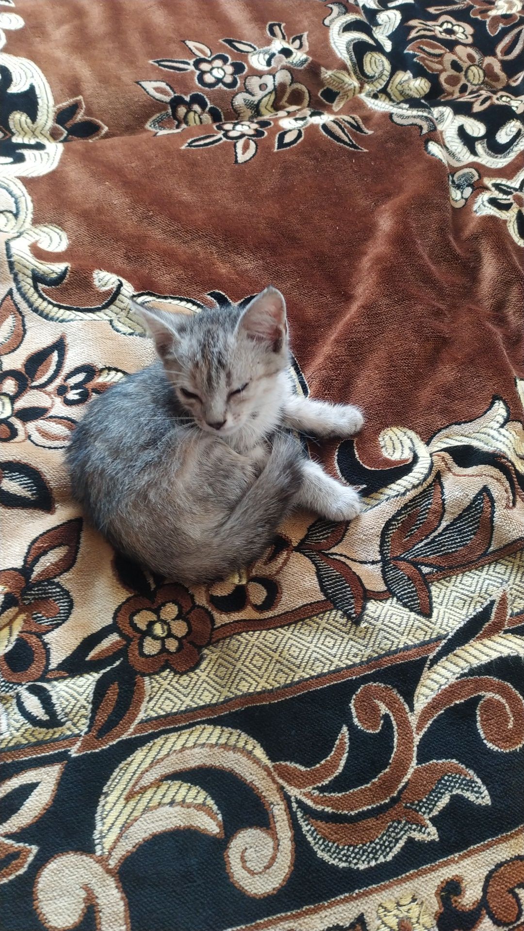 Отдам котенка в хорошие руки