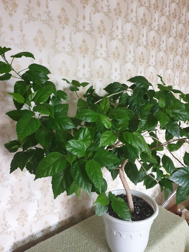 Гибискус (Китайская роза).
