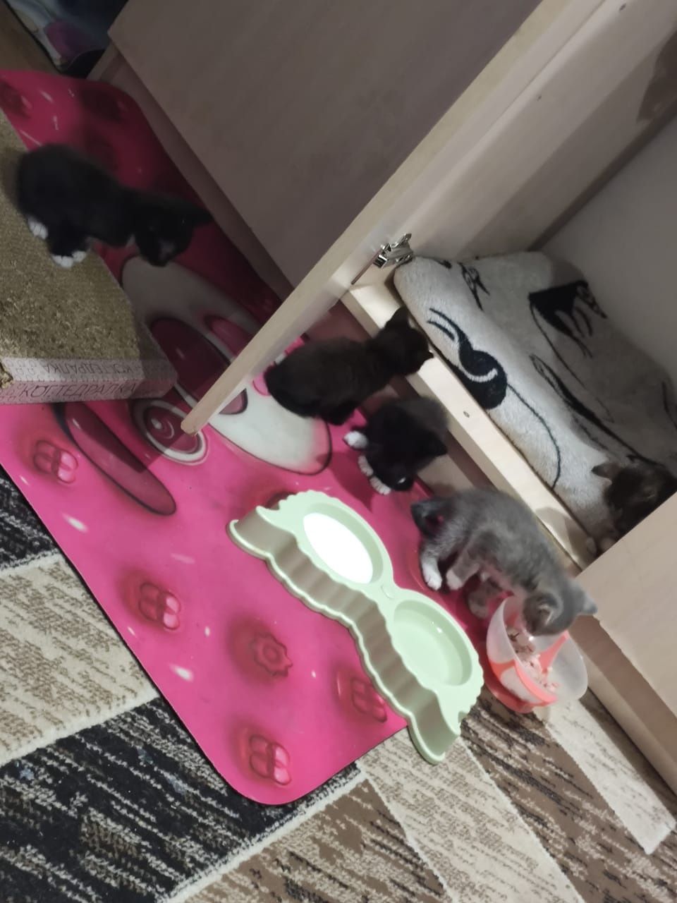 Отдам котят в добрые руки