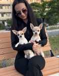 Щенки чихуахуа кобели