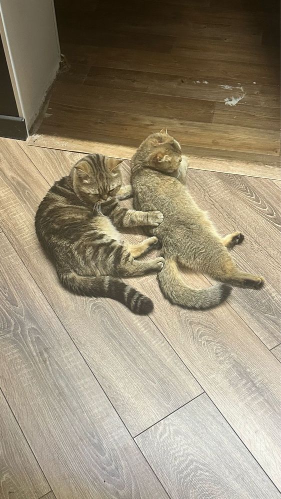 Открыта бронь на котят