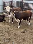 Продам на племя быков чистокровных акбасов