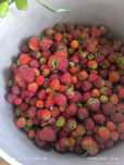 Продам клубнику свежую