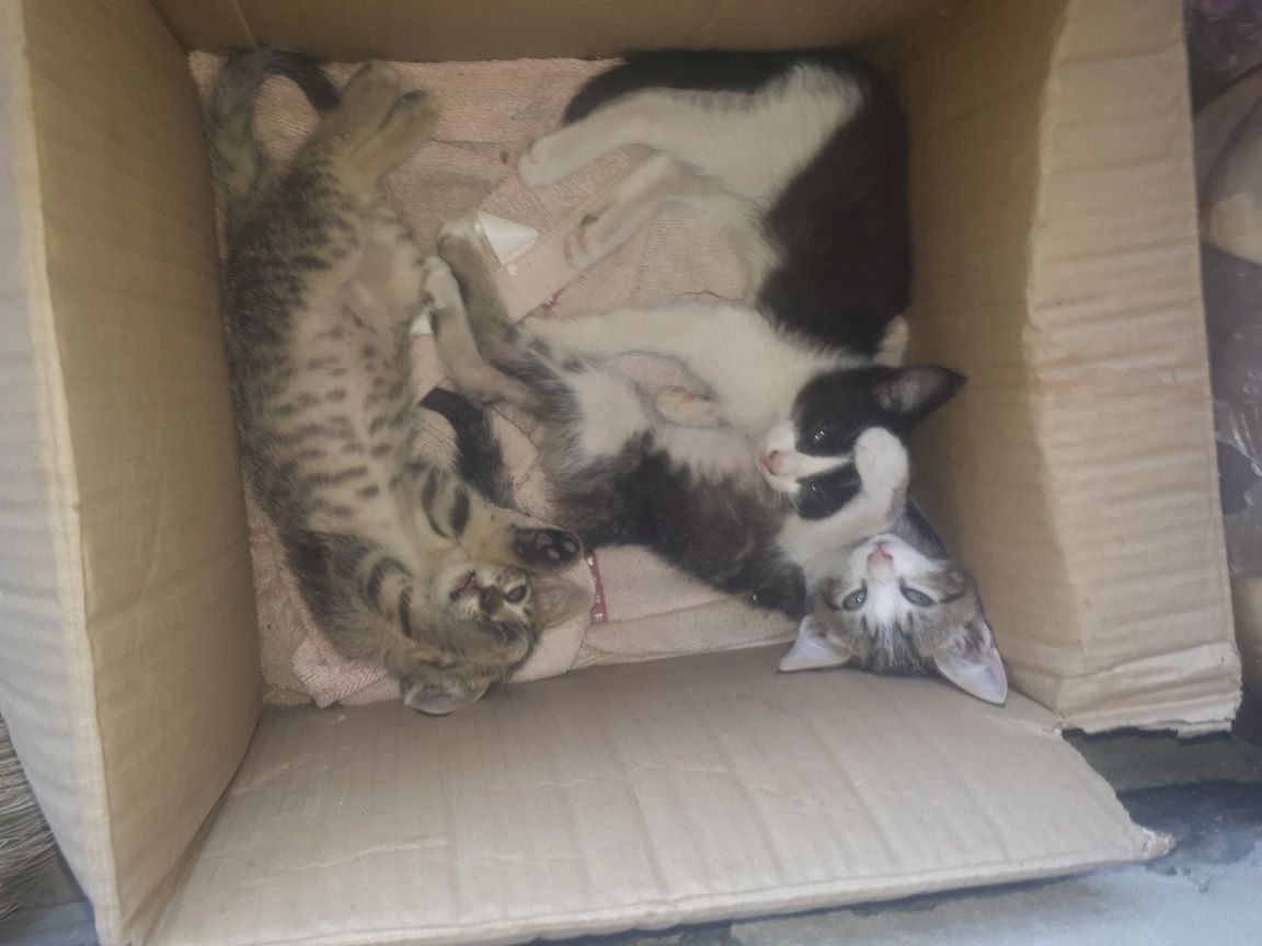 Котята в добрые руки