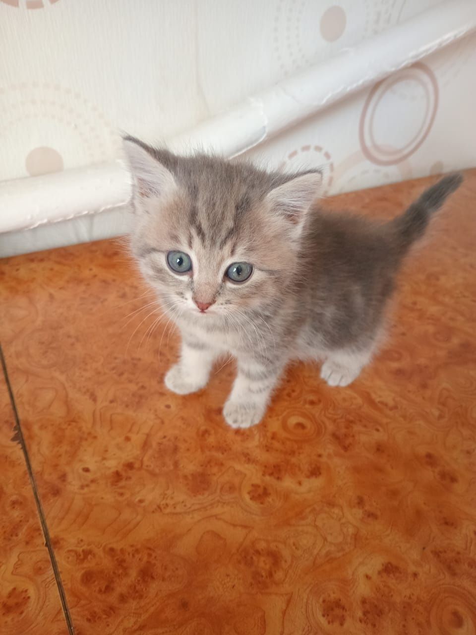 Отдам котят бесплатно