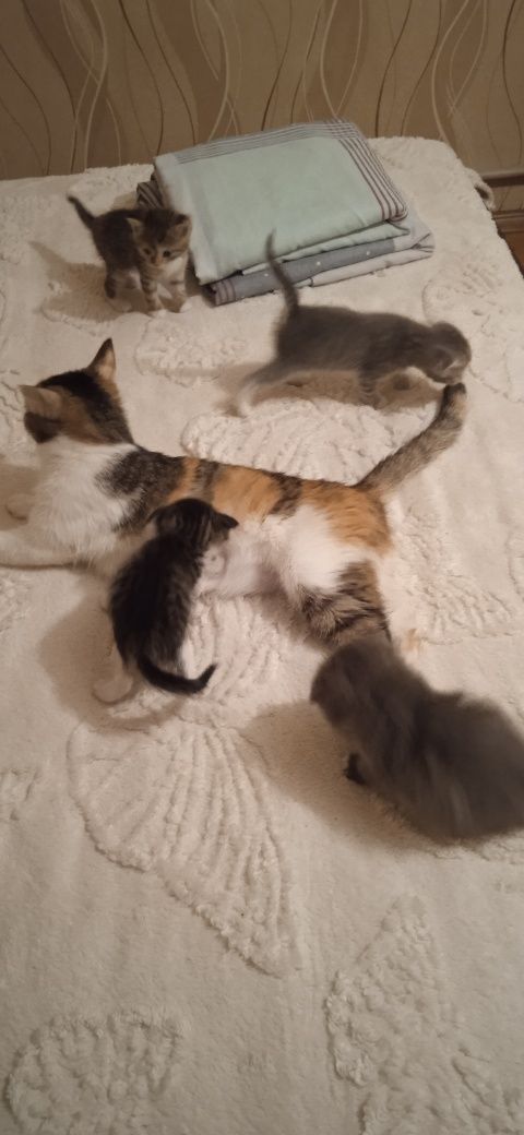 Отдадим Котят,веслоухих