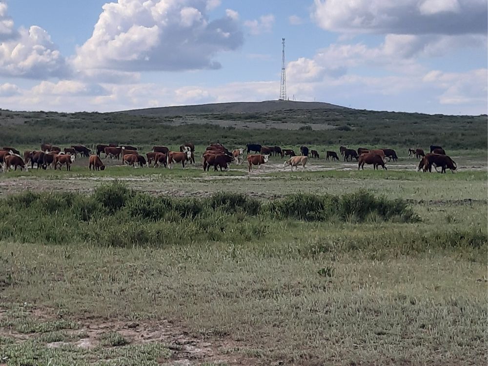 Крестьянское хозайство действуюши
