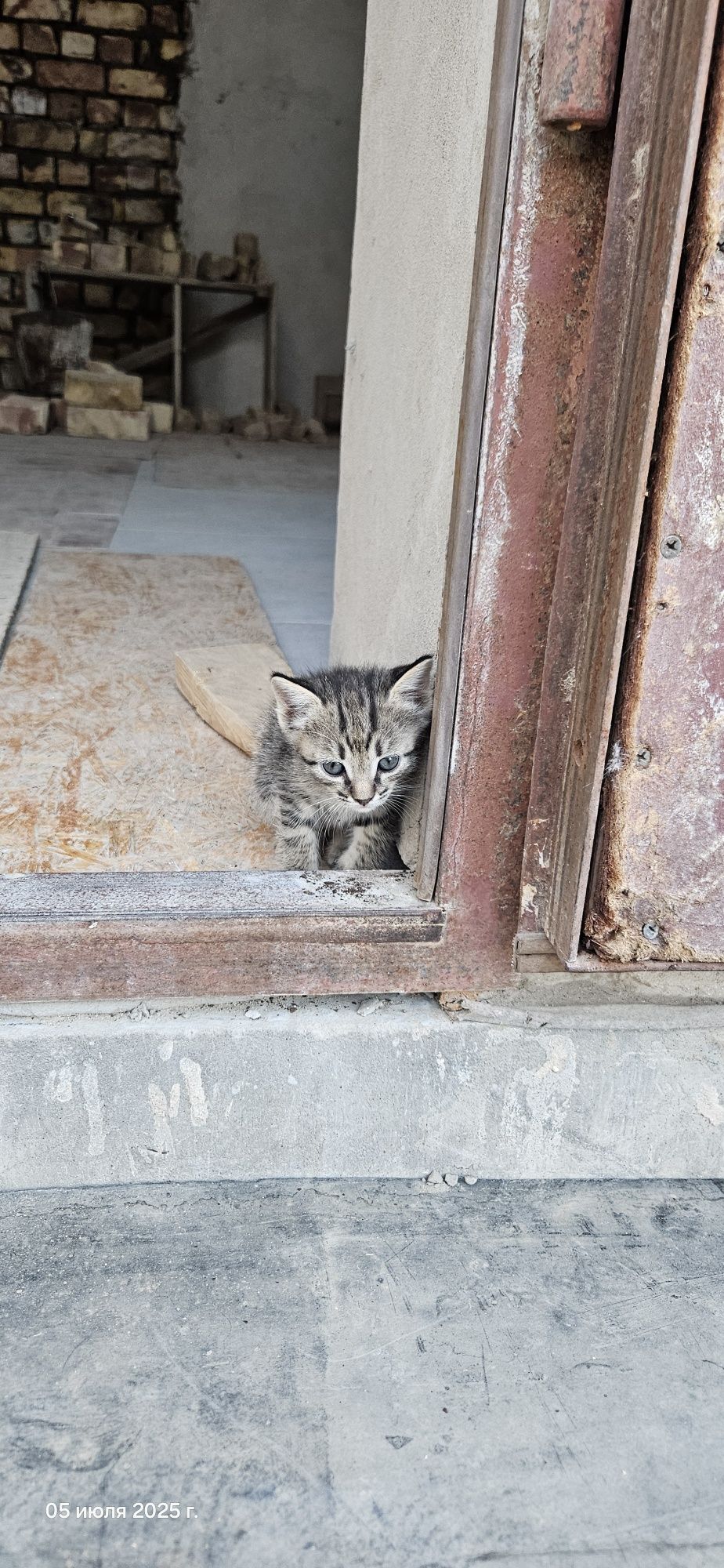 Мысықтар, марғаулар/ Котята, кошки
