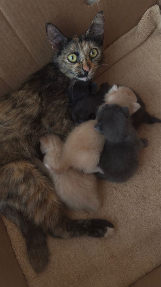 Маленькие котята