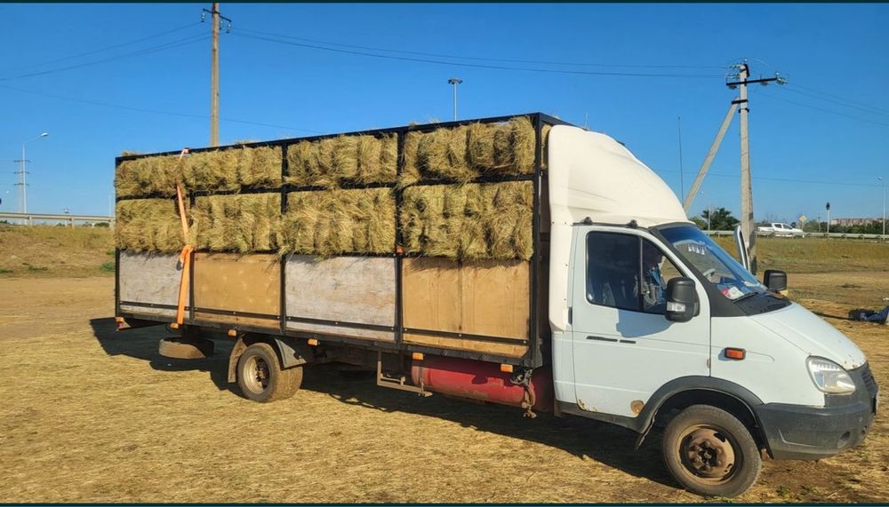 Шоп, сено биылгы разнотрав