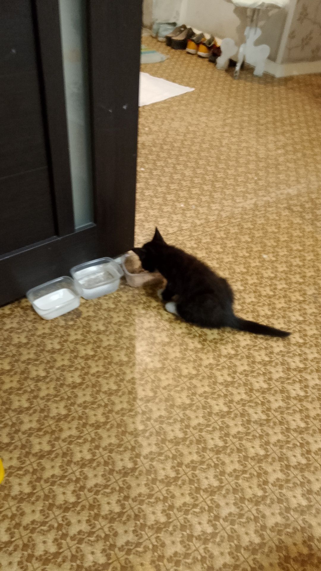 Отдам в добрые руки котенка(кот,3 мес.)