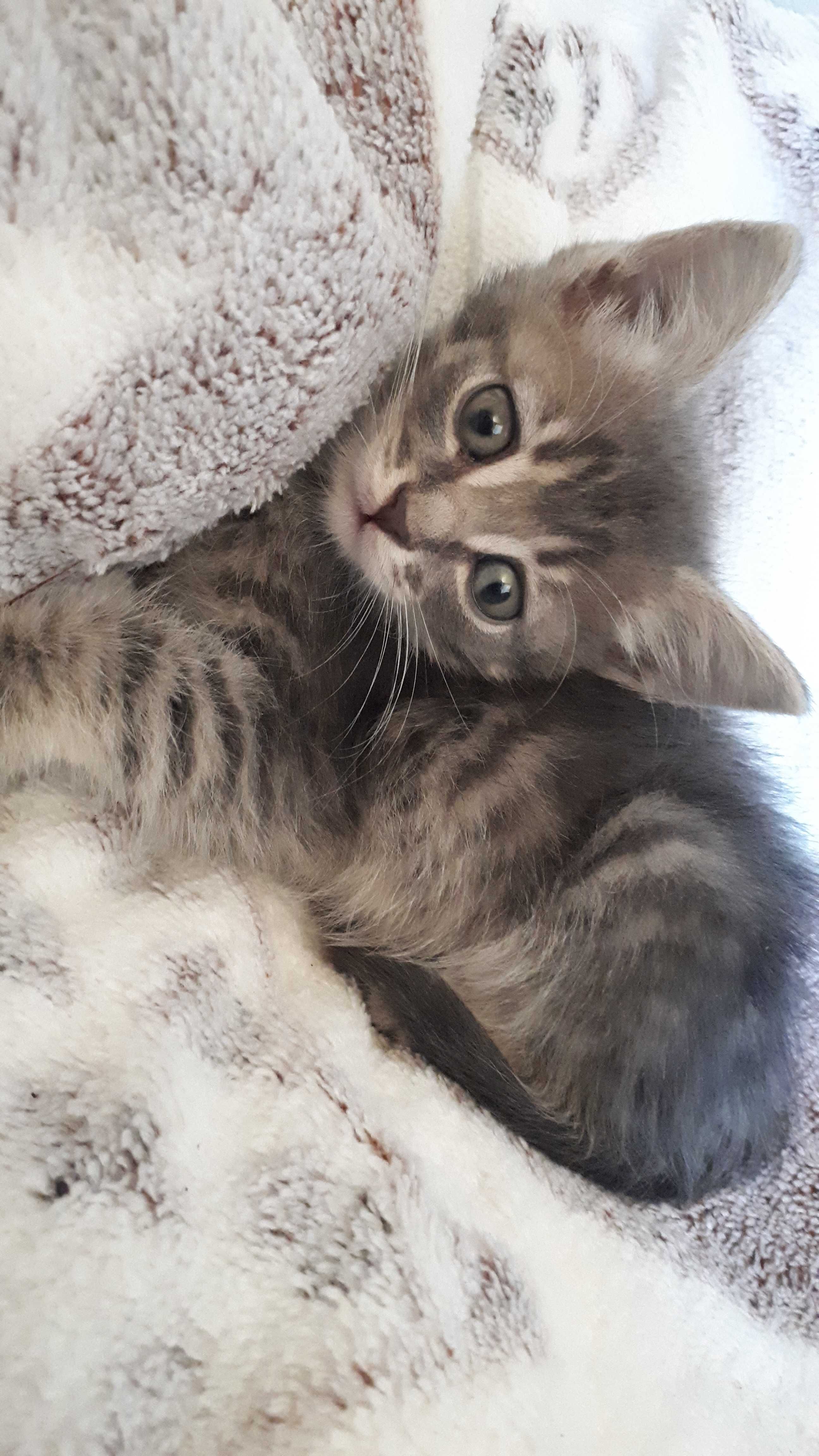 Дарю котят, к лотку приучены