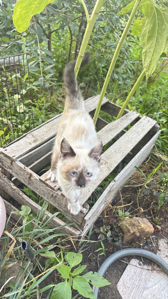 Отдам Котенка- девочку