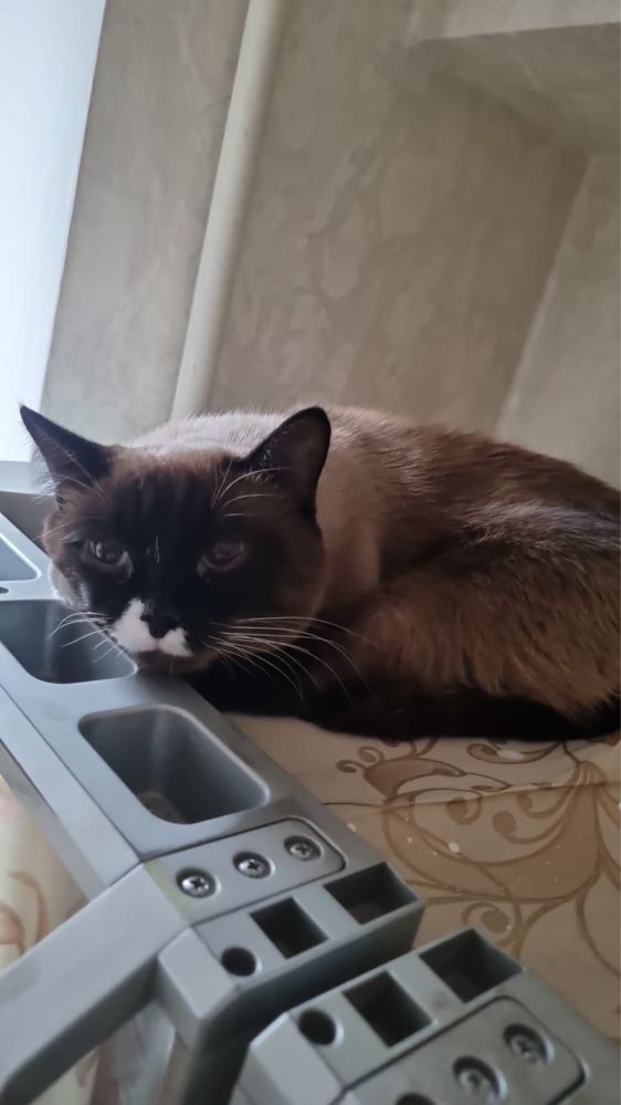 Отдадим кошечку в добрые руки