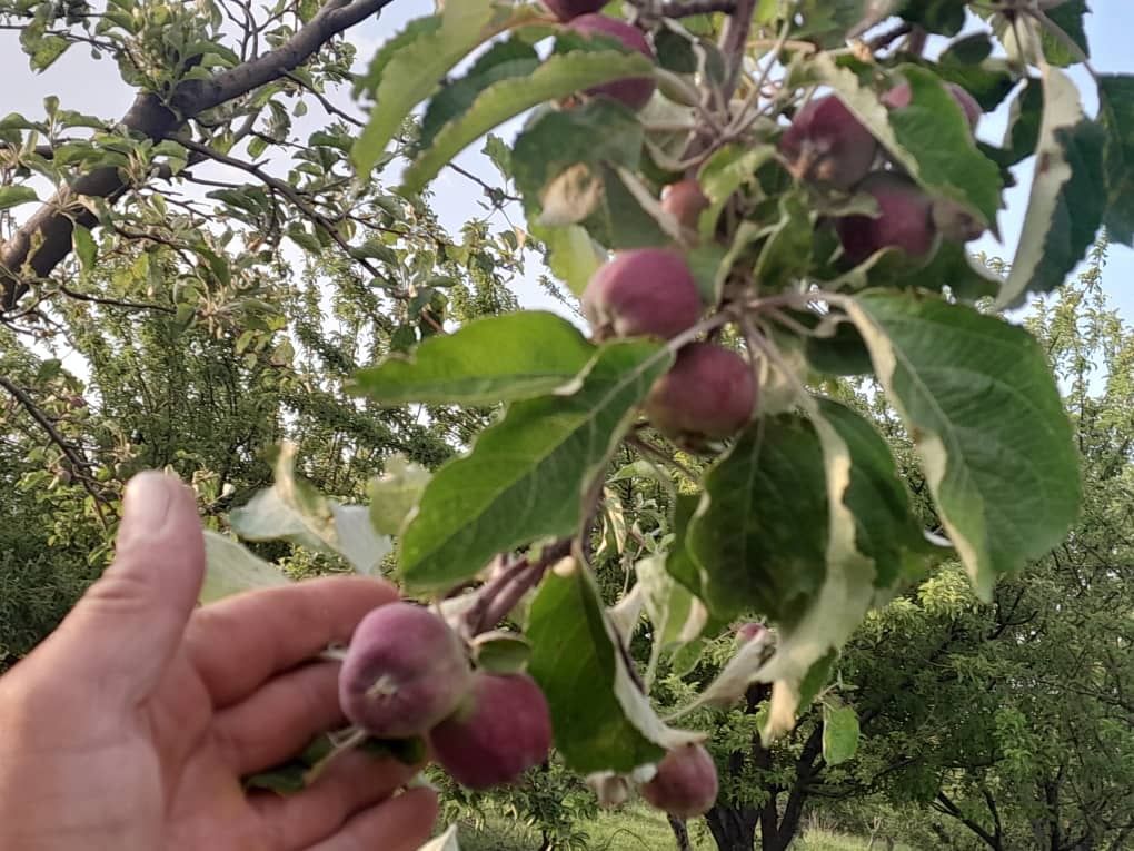 Фазенда в предгориах Казгуртских гор