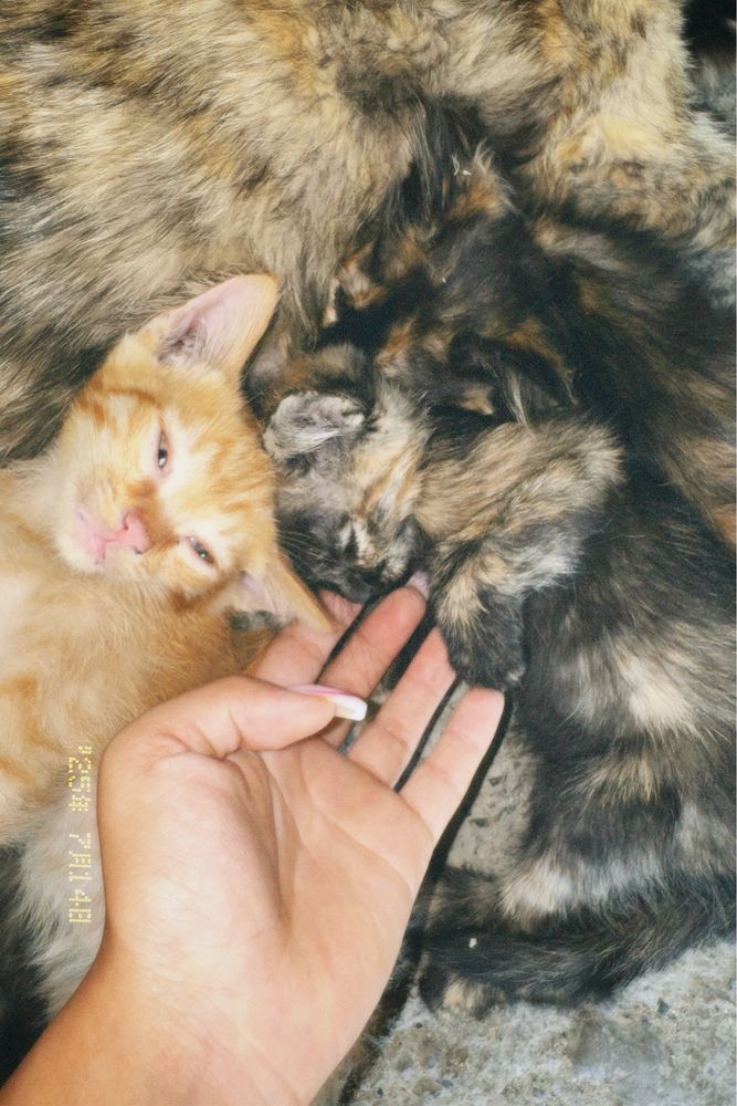 Отдам котят бесплатно в хорошие руки