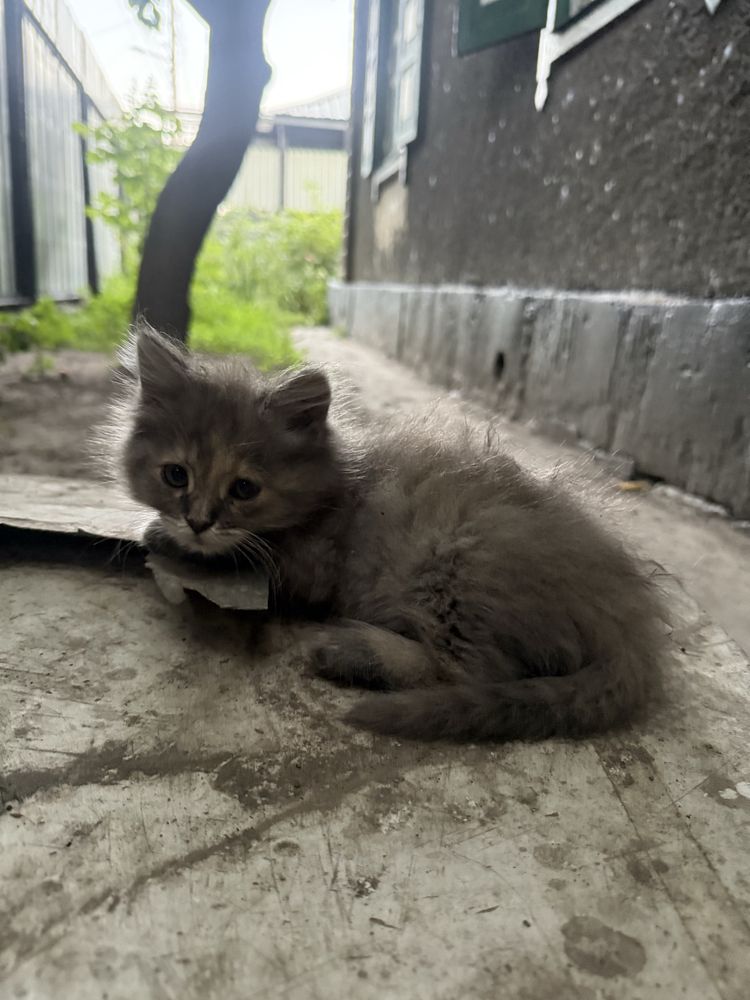 Отдам Котят бесплатно, поможем!