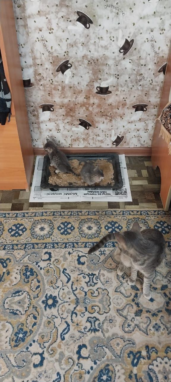 Отдам котят в хорошие руки