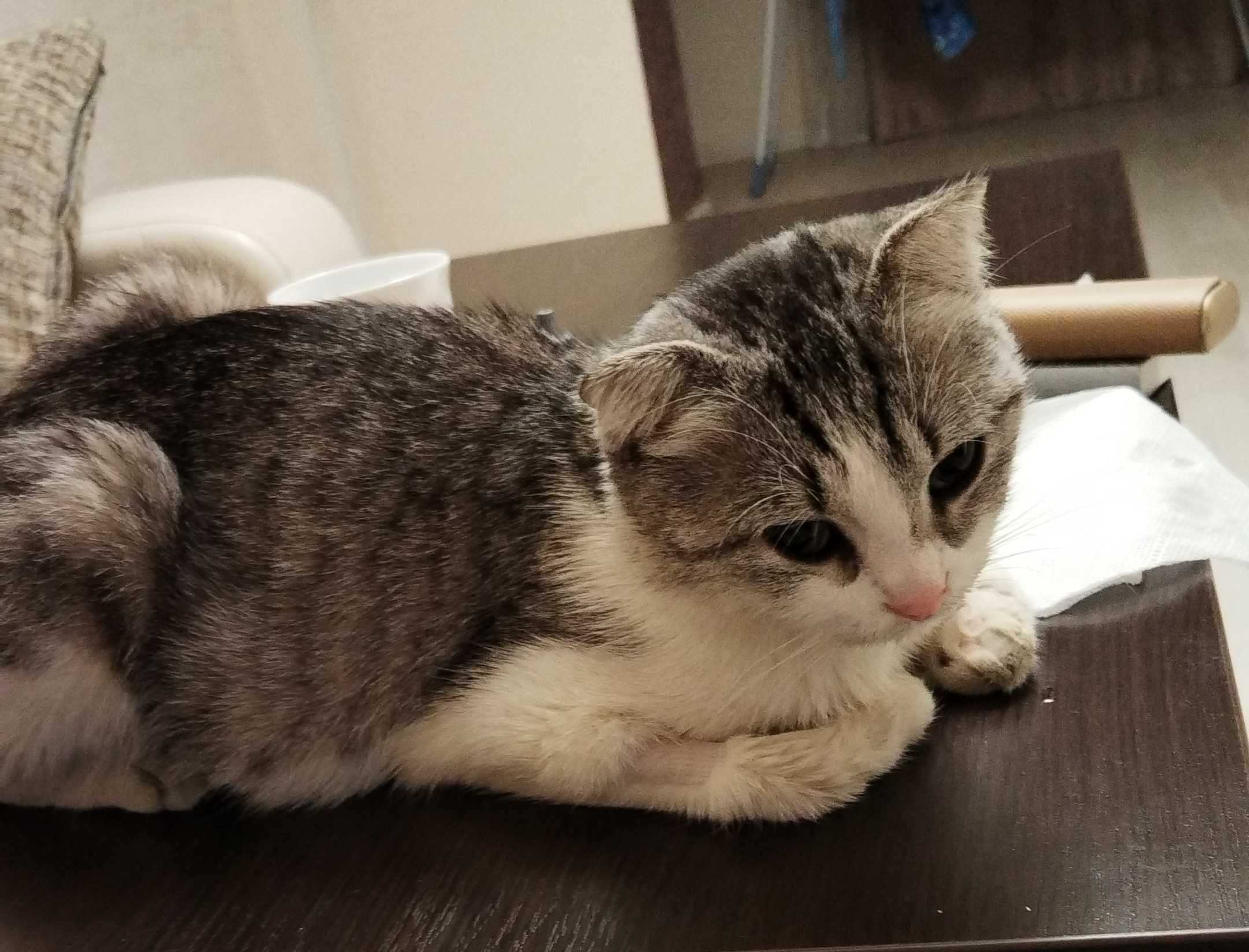 Отдам кошку в добрые руки